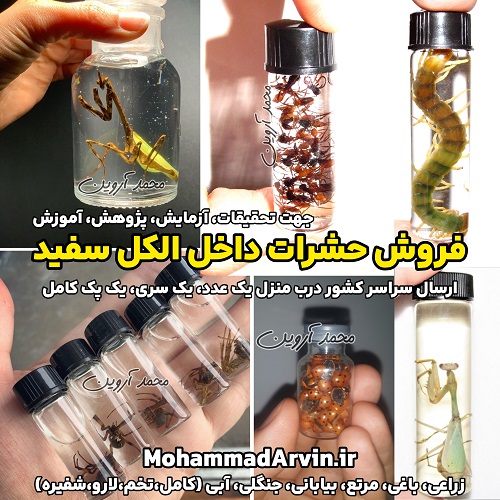 sale-insects-preserved-white-alcohol-education-student-work-research-art-projects حشرات داخل الکل سفید آموزش، دانشجویی، تحقیق و پروژه های هنری