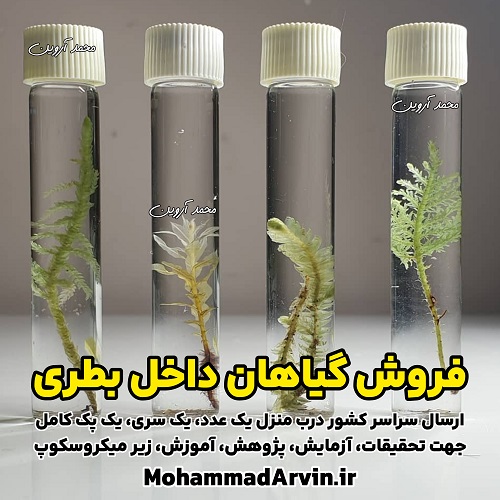 sale-plants-bottles-leaves-flowers-botanical-samples-universities-art-schools-regular-as-gifts فروش گیاهان داخل بطری برگ گل گیاه دانشگاه هنرستان مدرسه هدیه