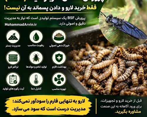 پرورش مگس سرباز سیاه (BSF)؛ واقعیت‌ ها، چالش‌ ها و اصول راه‌ اندازی فارم