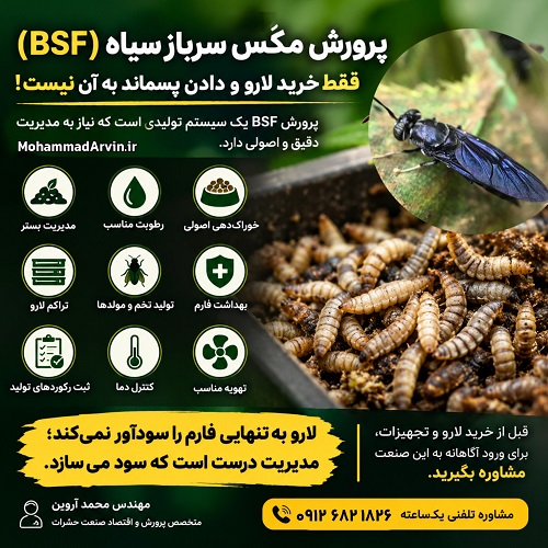 پرورش مگس سرباز سیاه (BSF)؛ واقعیت‌ ها، چالش‌ ها و اصول راه‌ اندازی فارم