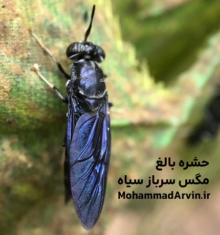 پرورش مگس سرباز سیاه (BSF) - تصویر حشره بالغ مگس سرباز سیاه