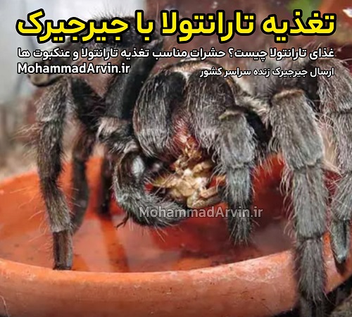 غذای تارانتولا چیست؟ حشرات مناسب تغذیه تارانتولا و عنکبوت ها تغذیه با جیرجیرک | Cricket