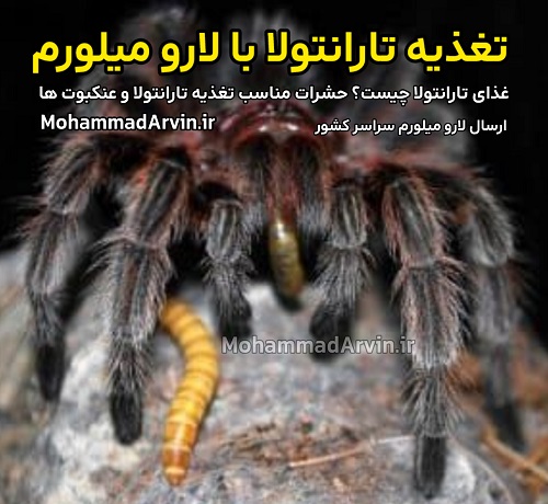 غذای تارانتولا چیست؟ حشرات مناسب تغذیه تارانتولا و عنکبوت ها تغذیه با لارو میلورم | Mealworm