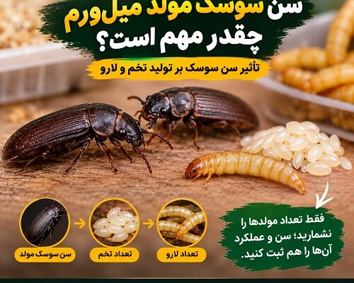 سن سوسک مولد میل‌ورم چقدر مهم است؟ تأثیر سن سوسک بر تولید تخم و لارو