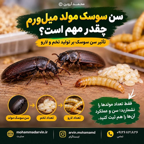 سن سوسک مولد میل‌ورم چقدر مهم است؟ تأثیر سن سوسک بر تولید تخم و لارو
