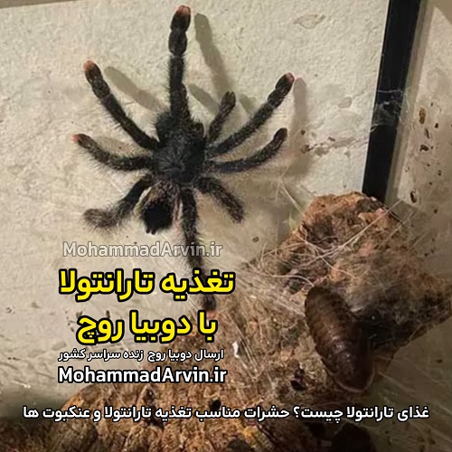 دوبیا روچ | Dubia Roach تغذیه تارانتولا با دوبیا روچ