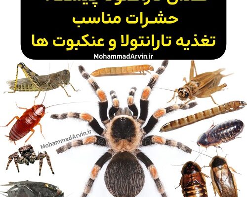 غذای تارانتولا چیست؟ حشرات مناسب تغذیه تارانتولا و عنکبوت ‌ها