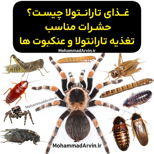 غذای تارانتولا چیست؟ حشرات مناسب تغذیه تارانتولا و عنکبوت ‌ها