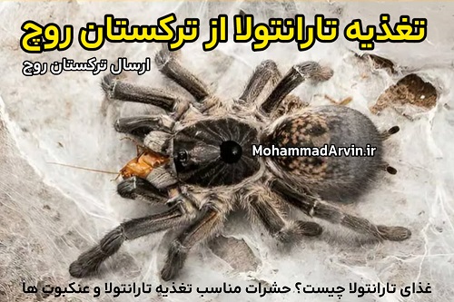 ترکستان روچ | Turkestan Roach تغذیه تارانتولا با ترکستان روچ