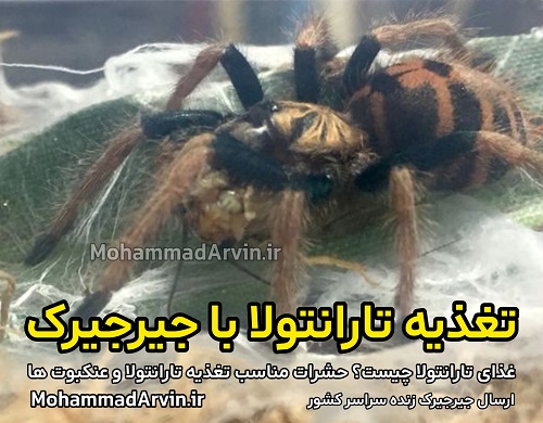 غذای تارانتولا چیست؟ حشرات مناسب تغذیه تارانتولا و عنکبوت ها تغذیه با جیرجیرک | Cricket