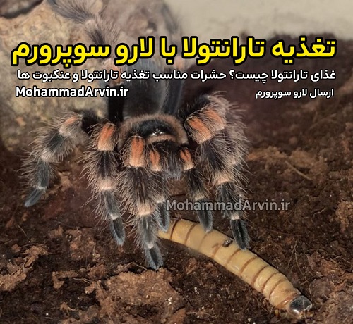 غذای تارانتولا چیست؟ حشرات مناسب تغذیه تارانتولا و عنکبوت ها تغذیه با لارو سوپرورم | Superworm