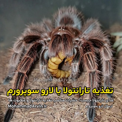 غذای تارانتولا چیست؟ حشرات مناسب تغذیه تارانتولا و عنکبوت ها